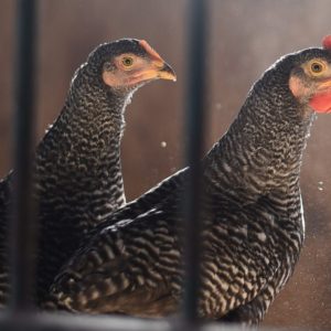 Pullets