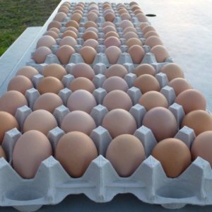 Fertilized Eggs